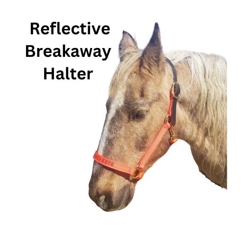 Personalized Horse Evacuation Identification Halter made with Reflective Orange Nylon Webbing, Embroidered Telephone Number, Breakaway Head Strap by Thriving Pets International