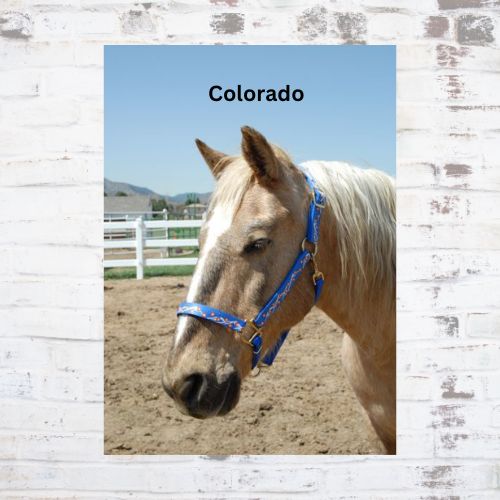 Personalized  Breakaway Designer Pattern Horse Halters; Choice of Brass or Nickel Hardware. 1" Wide Nylon Webbing, 8 Color Options;  By Thriving Pets International