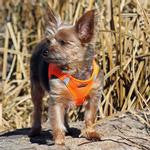 American River Solid Choke Free Dog Harnesses