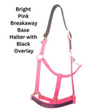 Personalized Breakaway Horse Halter, Solid Color Webbing, Choice of Brass or Nickel Hardware. 1" Wide, 3 Ply Nylon Webbing. 14 Color Options, by Thriving Pets International
