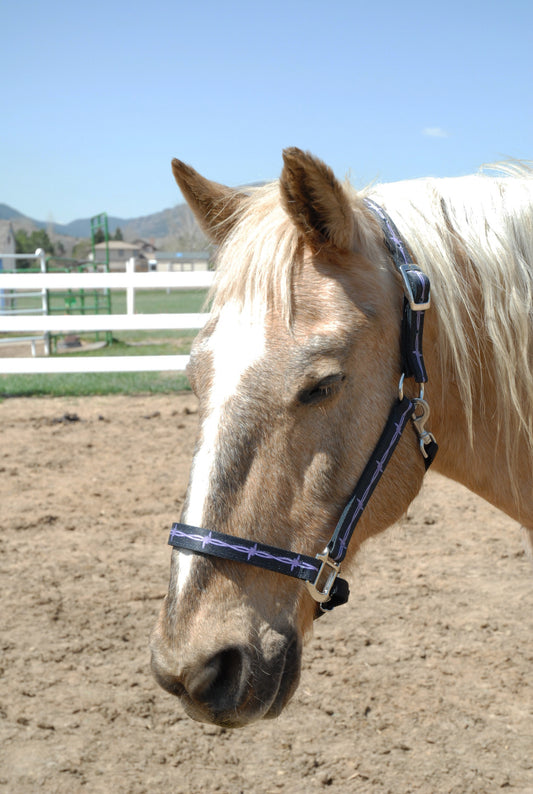 Personalized Designer Pattern Horse Halters; Choice of Brass or Nickel Hardware. 1" Wide Nylon Webbing, 8 Color Options;  By Thriving Pets International