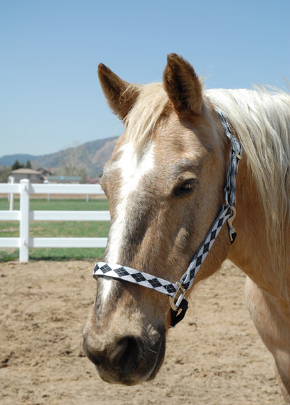 Personalized Designer Pattern Horse Halters; Choice of Brass or Nickel Hardware. 1" Wide Nylon Webbing, 8 Color Options;  By Thriving Pets International